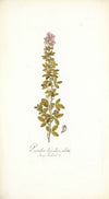 Psoralea bipedunculata