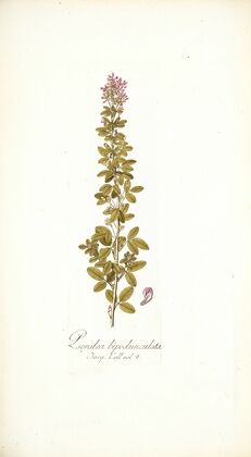 Psoralea bipedunculata