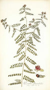Psoralea phymatodes