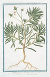 Psyllium majus erectum – Psillio – Herbe aux puces. (Flea seed, Ispaghula, Spogel)