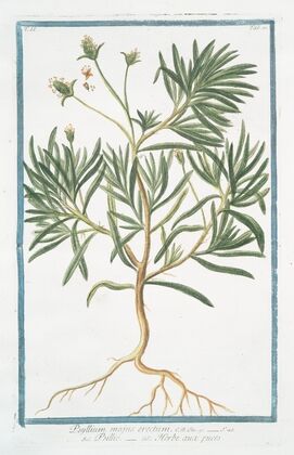 Psyllium majus erectum – Psillio – Herbe aux puces. (Flea seed, Ispaghula, Spogel)