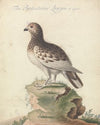 Ptarmigan