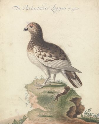 Ptarmigan