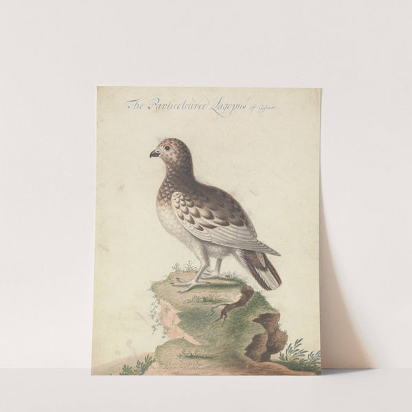 Ptarmigan by George Edwards