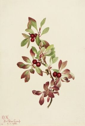 Ptarmiganberry (Arctous alpina) (1922)