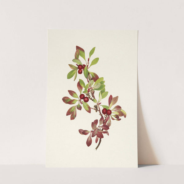 Ptarmiganberry. Arctous alpina (1925) by Mary Vaux Walcott