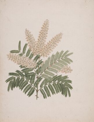 Pterolobium stellatum (Forssk)