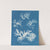 Ptilota plumosa by Anna Atkins