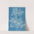 Ptilota plumosa. by Anna Atkins