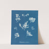 Ptilota plumosa β capillaris (1843-1853) by Anna Atkins
