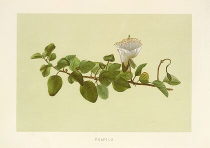Puapilo (1885)