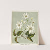Puawananga. - Clematis indivisa. Plate 1 by Sarah Featon