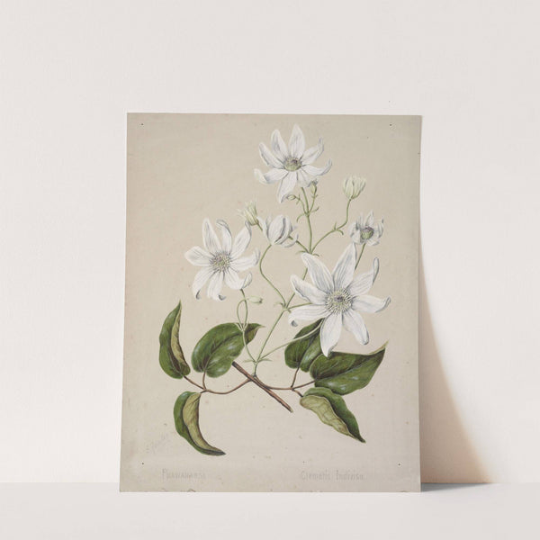 Puawananga - Clematis indivisa by Sarah Featon