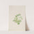 Puccoon (Lithospermum ruderale) (1923) by Mary Vaux Walcott