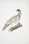 Pucras Pheasant, Phasianus Pucrasia.