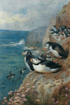 Puffins and Razor Bills (1911)