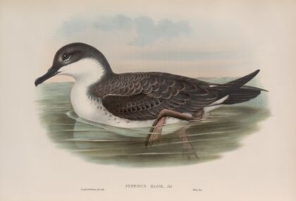 Puffinus major. Great Shearwater. (1862-1873)