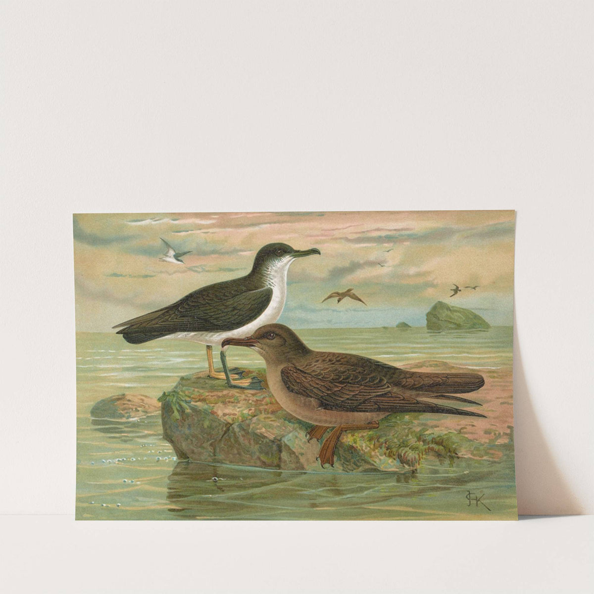Puffinus puffinus (Brunn.), Puffinus griseus (Gm.) by Johann Friedrich Naumann
