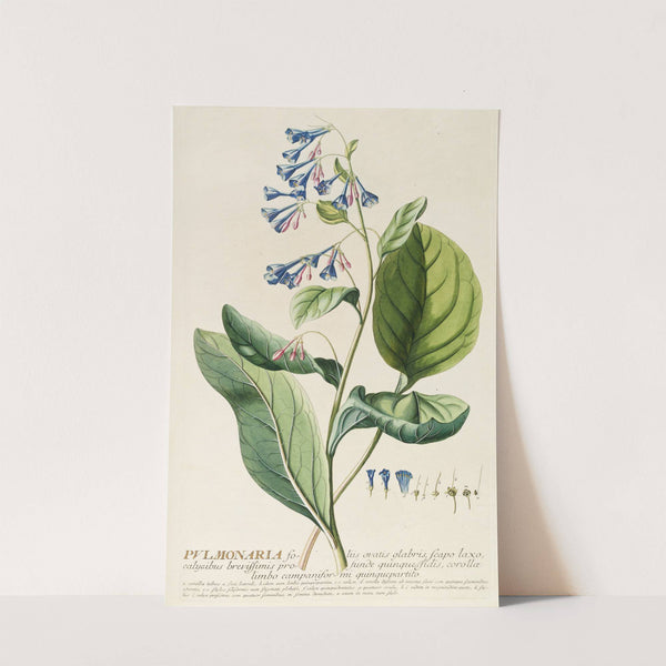 Pulmonaria by Georg Dionysius Ehret