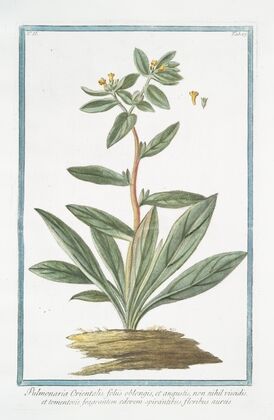 Pulmonaria Orientalis, foliis oblongis, et angustis, non nihil viscidis, et tomentosis, fragrantem odorem spirantibus, floribus aureis