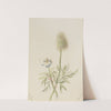 Pulsatilla occidentalis (1899) by Mary Vaux Walcott