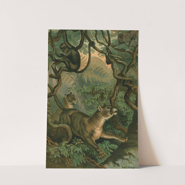 Puma by John George Wood
