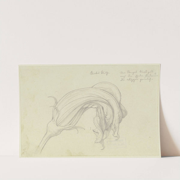 Pumpkin blossom by Eduard von Steinle