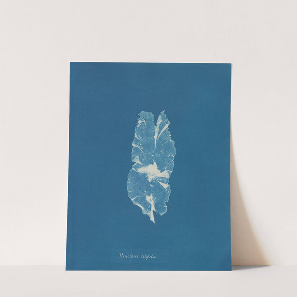 Punctaria latifolia by Anna Atkins