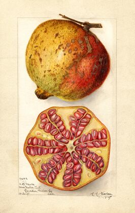 Punica granatum