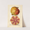 Punica granatum by Amanda Almira Newton