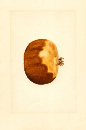 Punica granatum