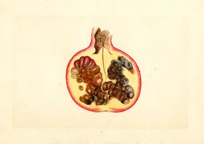 Punica granatum: Alternaria