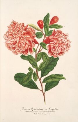 Punica granatum