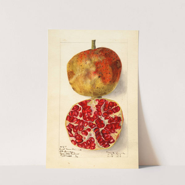 Punica granatum: Sweet Green Skinned (1909) by Elsie E. Lower