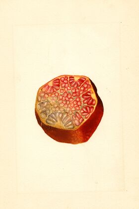 Punica granatum: Wonderful