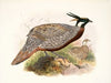 Purcasia macrolopha. (1872)