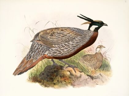 Purcasia macrolopha. (1872)