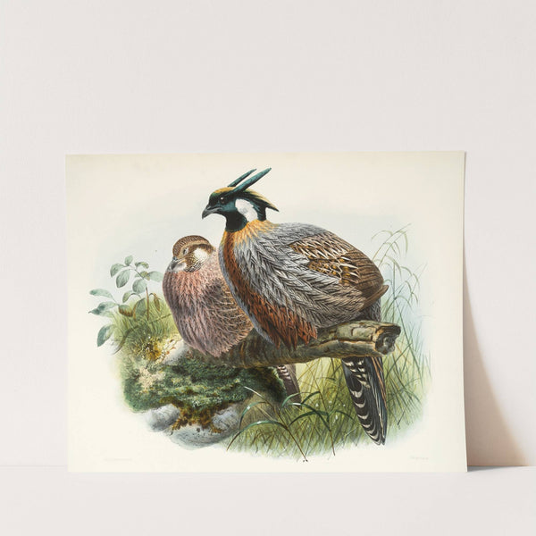 Purcasia xanthospila. (1872) by Joseph Smit