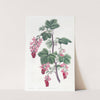 Purple-flowered Currant (1815-1819) by Sydenham Edwards
