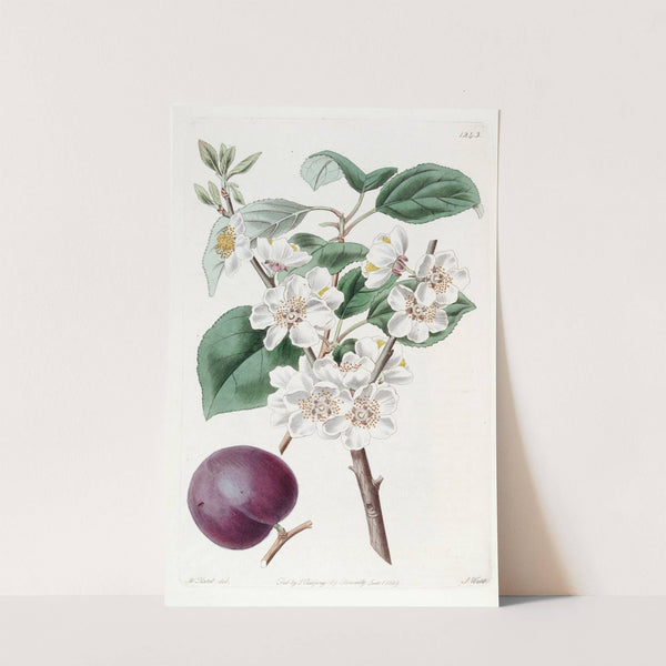 Purple-fruited Apricot (1815-1819) by Sydenham Edwards