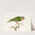 PURPLE - HEADED PARRAKEET by George Shaw
