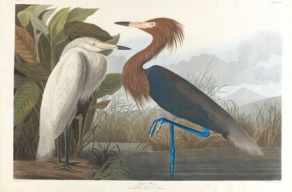 Purple heron
