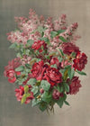 Purple hues and blushes rare (1896)