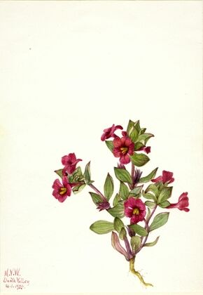 Purple Monkey-Flower (Mimulus bigelovii) (1935)