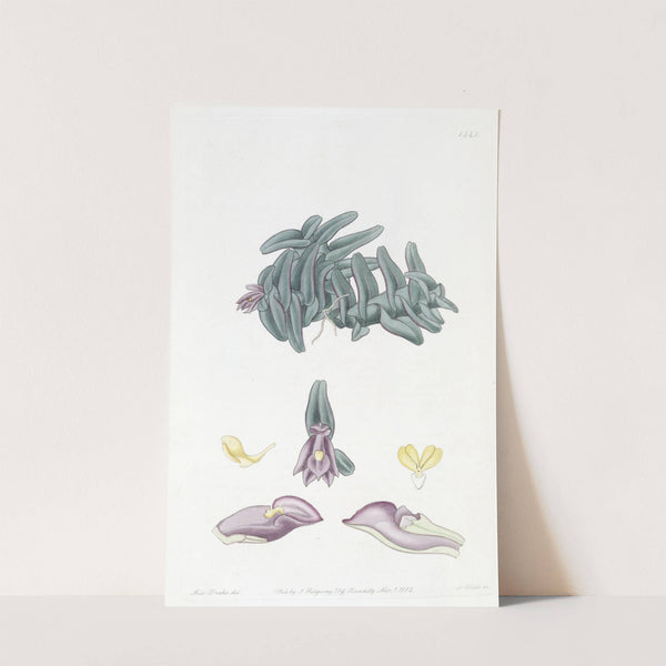 Purple Nanodes by Sydenham Edwards