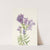 Purple Pentstemon. Pentstemon lyallii (1925) by Mary Vaux Walcott