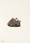Downy Pinxterbloom. Azalea rosea