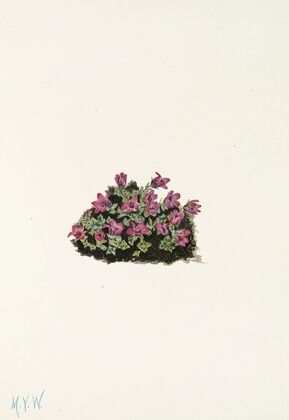 Downy Pinxterbloom. Azalea rosea