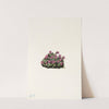 Purple Saxifrage. (Saxifraga oppositifolia) (1925) by Mary Vaux Walcott