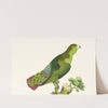 PURPLE-TAILED PARRAKEET by George Shaw